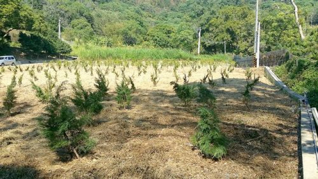 頭份濫坑真柏樹園地^~^已申請資材室