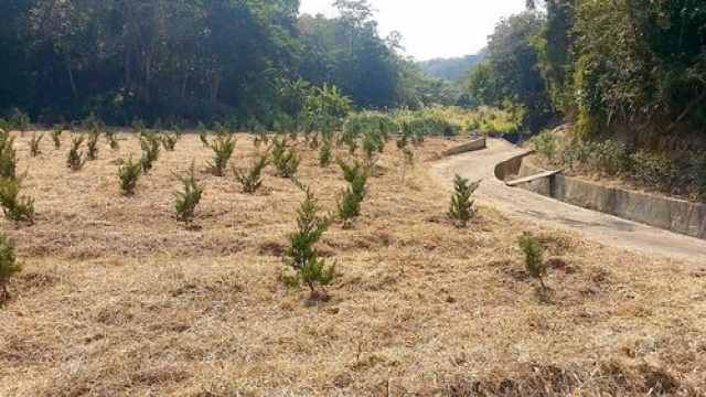 頭份濫坑真柏樹園地^~^已申請資材室