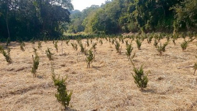 頭份濫坑真柏樹園地^~^已申請資材室
