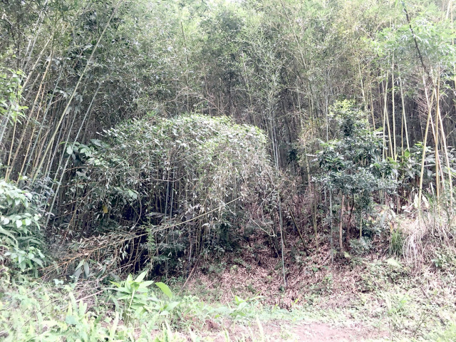 獅潭休閒山坡地+建地(87坪)投資最佳標的
