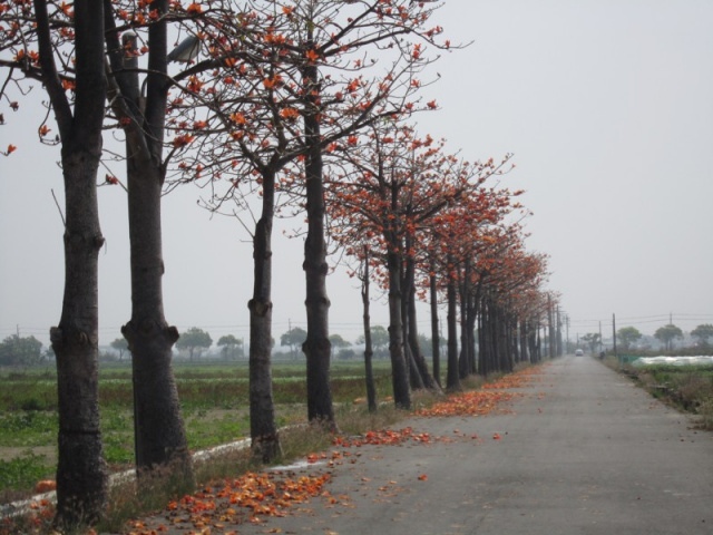佳里港墘段田地