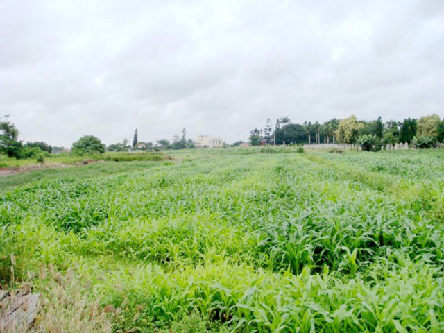 城子內段農地+建地