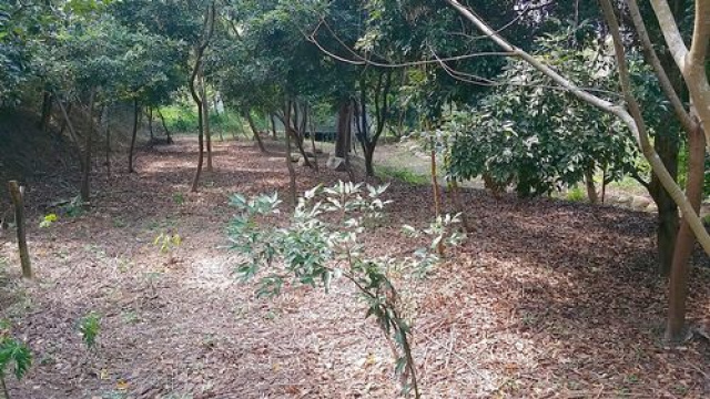頭份便宜清幽休閒美地