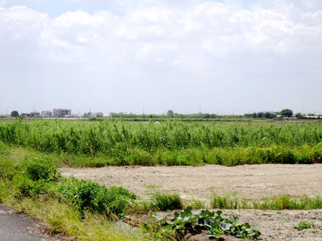 七股三合段田地