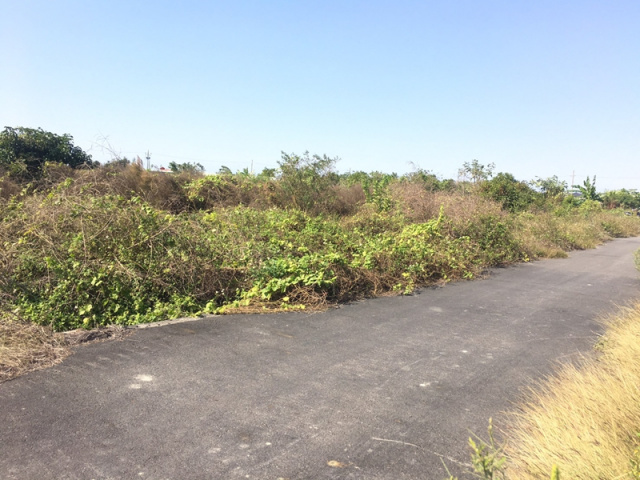 七股大文段田地