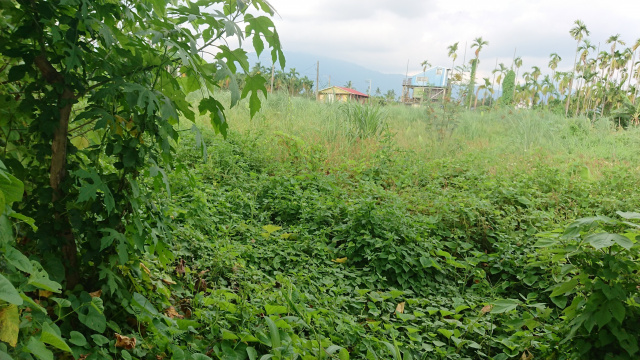 內埔河畔雙面路農地