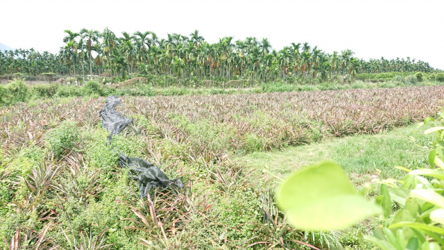 內埔隘寮歐洲特區農舍農地