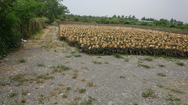 大同農場農地