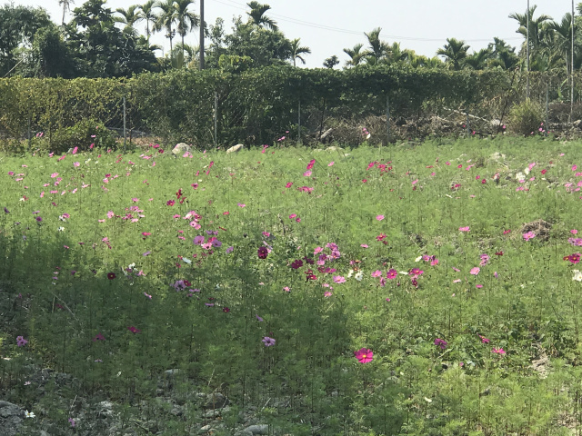 黎東優美方正農地