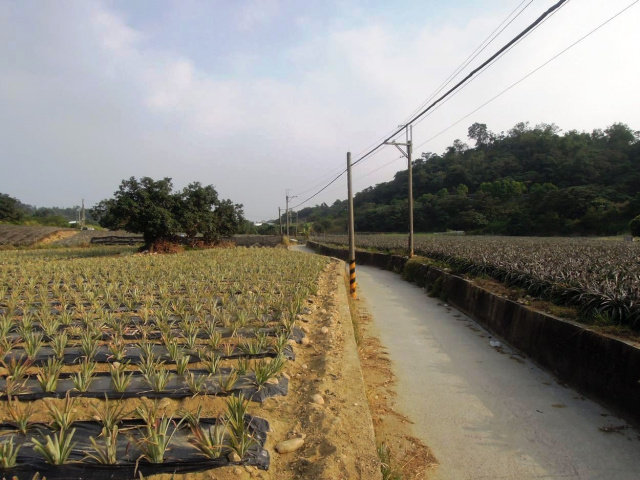 大樹和山社區農地