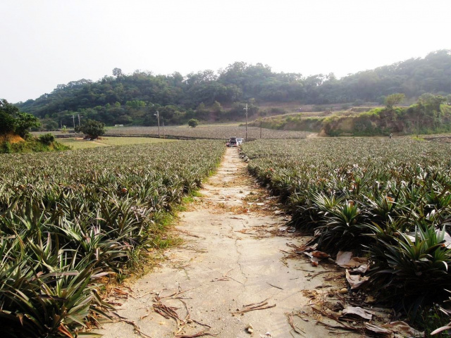 大樹和山社區農地