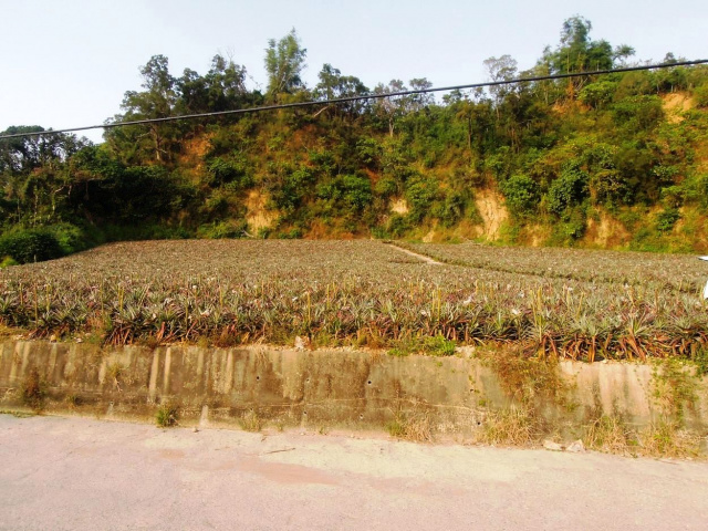 大樹和山社區農地