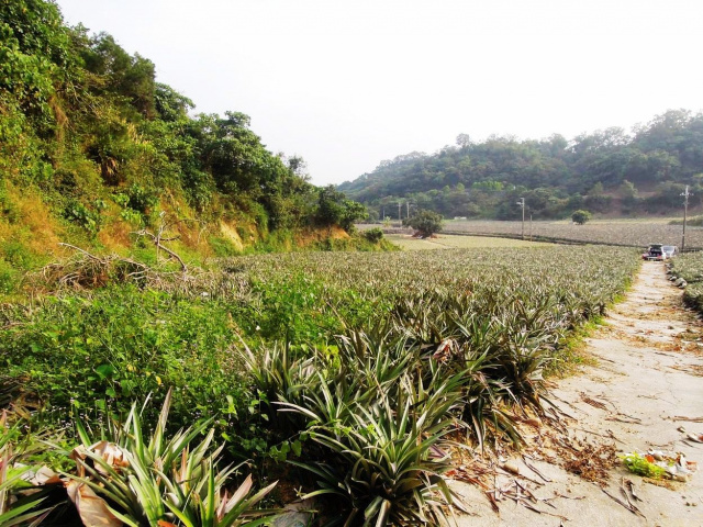 大樹和山社區農地