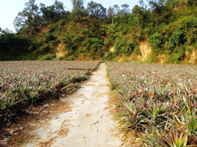 大樹和山社區農地