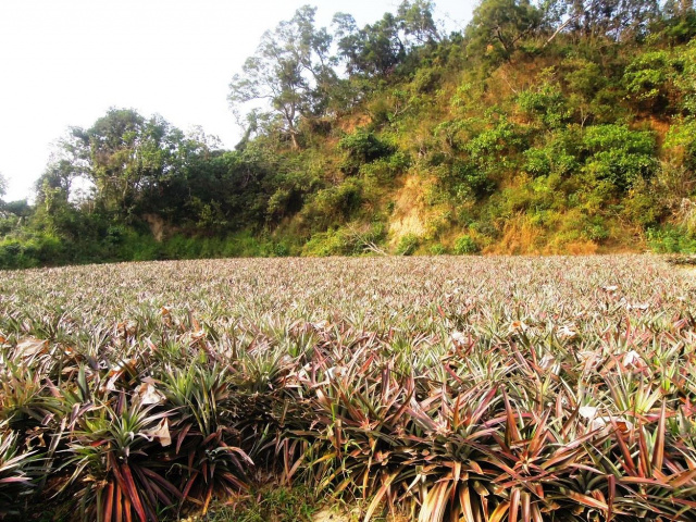 大樹和山社區農地