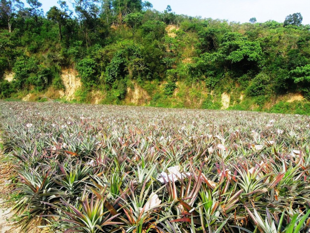 大樹和山社區農地