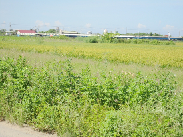 七股竹子港段田地
