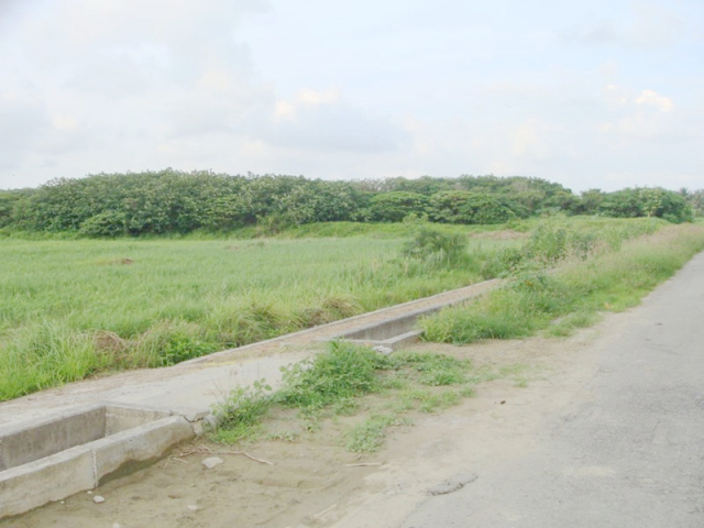 七股樹林段田地