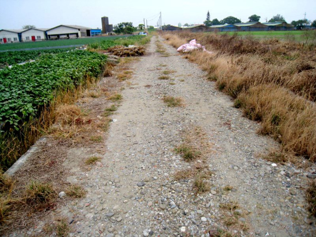 七股竹子港段田地