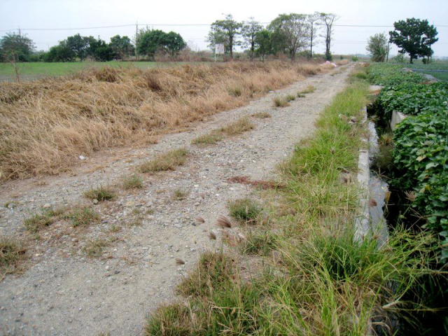 七股竹子港段田地