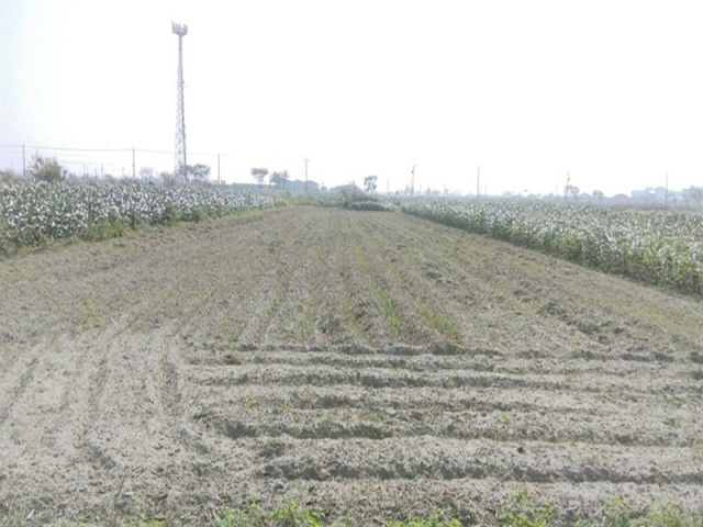 將軍角帶圍段田地
