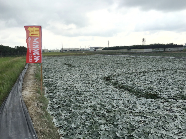 麻豆寮子廍段田地