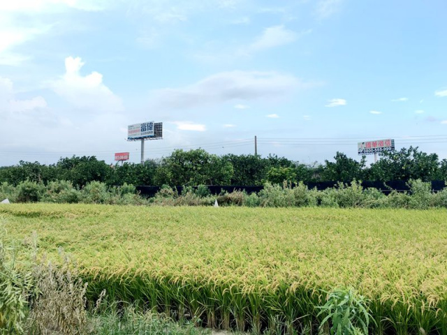 麻豆柚子園