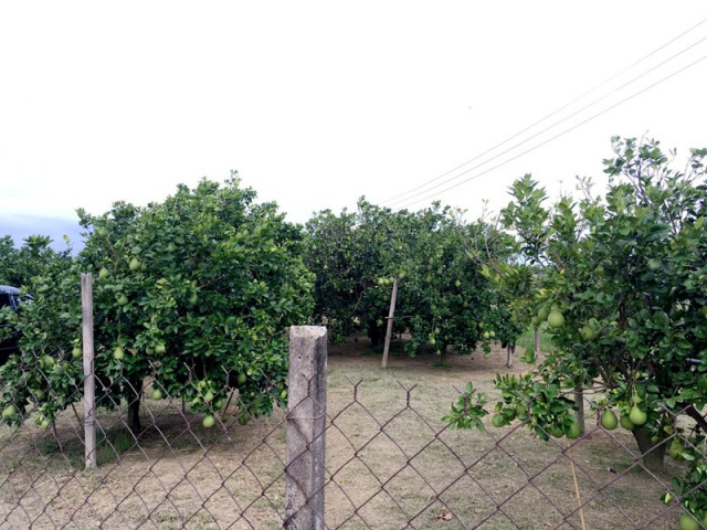 麻豆柚子園