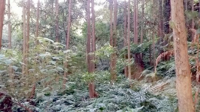 南庄休閒山坡地+丙建3筆