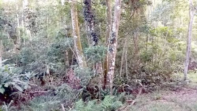 南庄休閒山坡地+丙建3筆