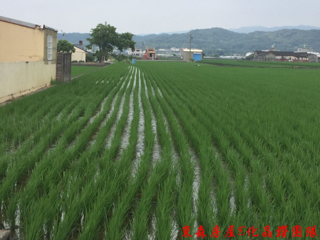 苗栗苑裡鎮鎮安十二路農地  臨8米路，地勢平坦