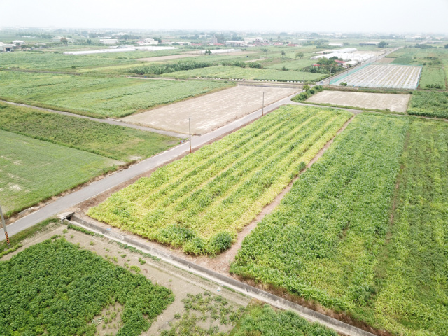 七股最美麗農地