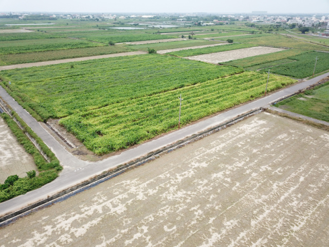 七股最美麗農地