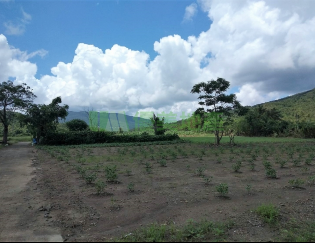 屏東滿州響林前路後水青草美農地