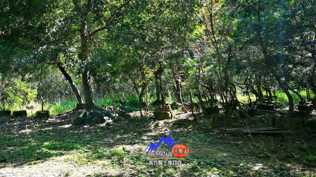 南庄山嵐水澗平坦梯田+牛樟林(露營地)