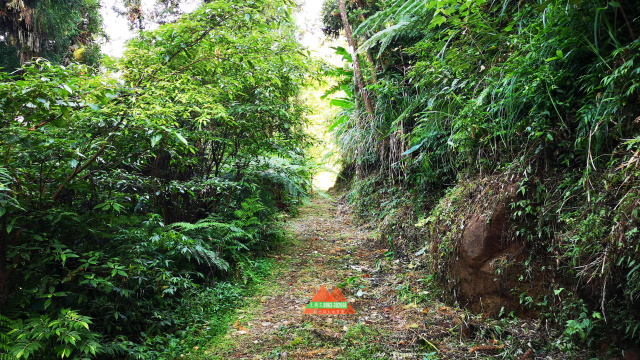 五指山巨木巧石悠閒林地
