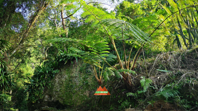 五指山巨木巧石悠閒林地
