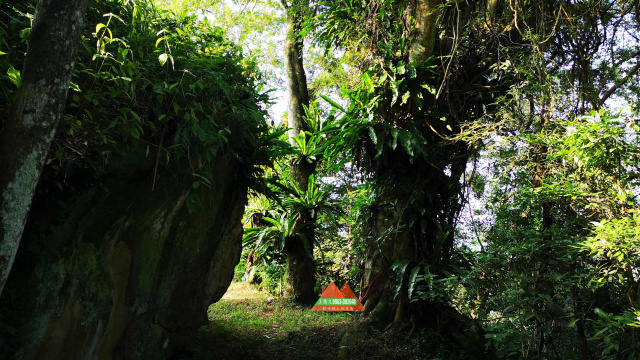 五指山巨木巧石悠閒林地