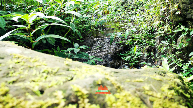 五指山巨木巧石悠閒林地