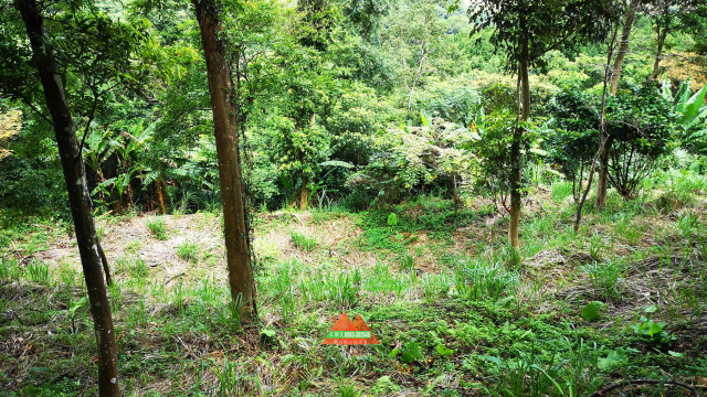 北埔【地闊天長優美林地】每坪3千初