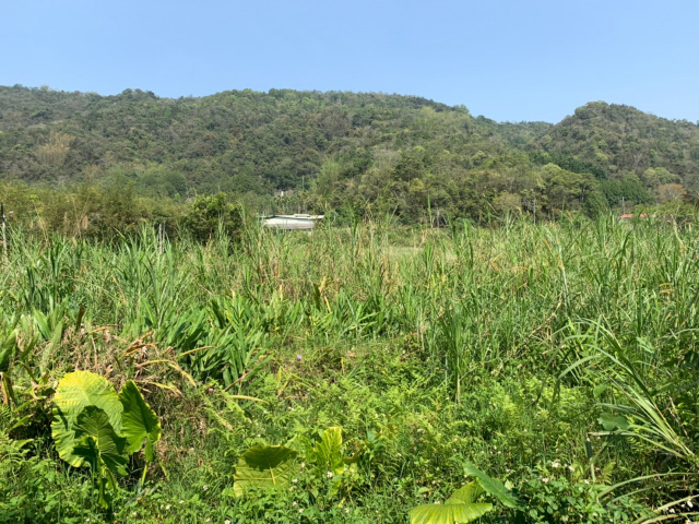 金龍山旁美地