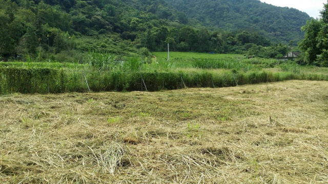 惠蓀林場眉原原保地