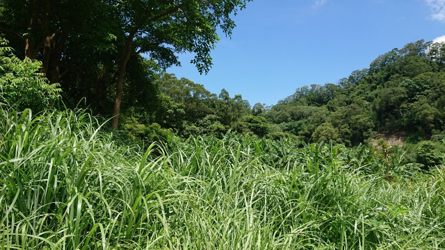 北埔六塘美田