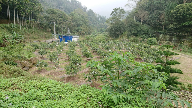 北埔冷泉臨溪露營美地