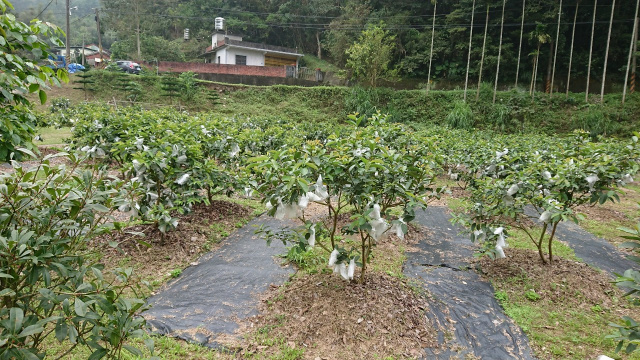 北埔冷泉臨溪露營美地