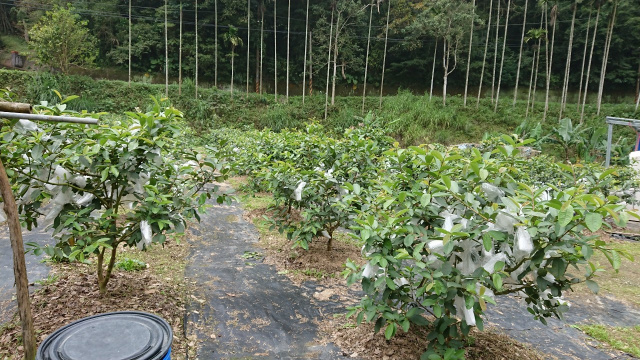 北埔冷泉臨溪露營美地