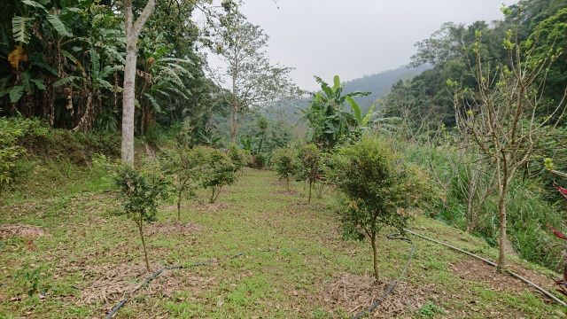 北埔冷泉臨溪露營美地