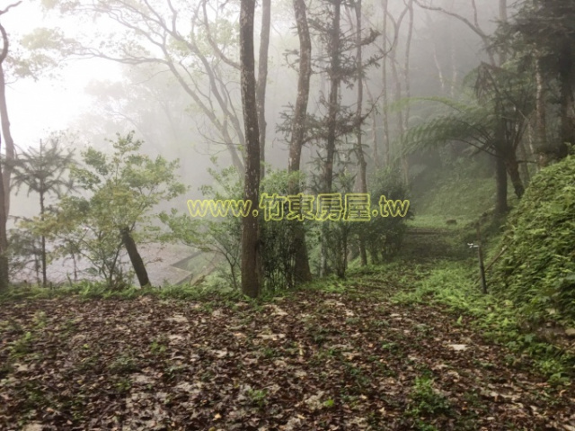 大山背景觀屋-綠森林