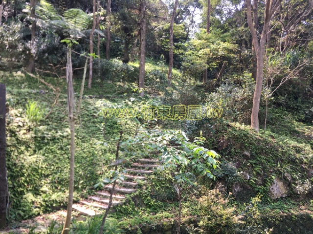 大山背景觀屋-綠森林