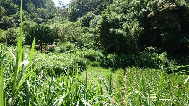竹東大鄉便宜農地
